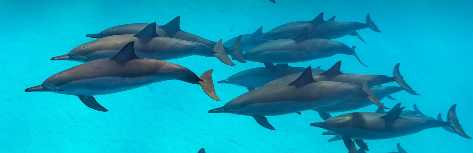 Schwimmen und Schnorcheln mit Delfinen 